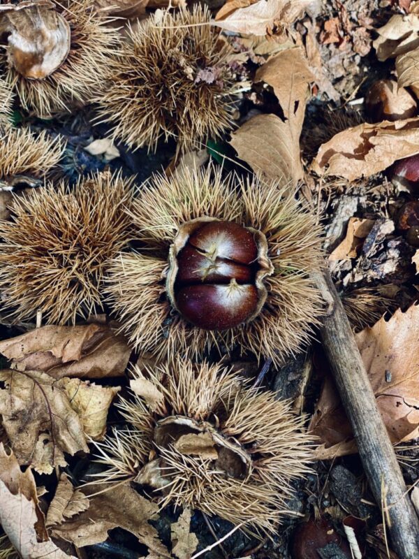 Bogues harvested in Parata d'Orezza for the collaboration between Davia Tintura Vegetale and Castagnina