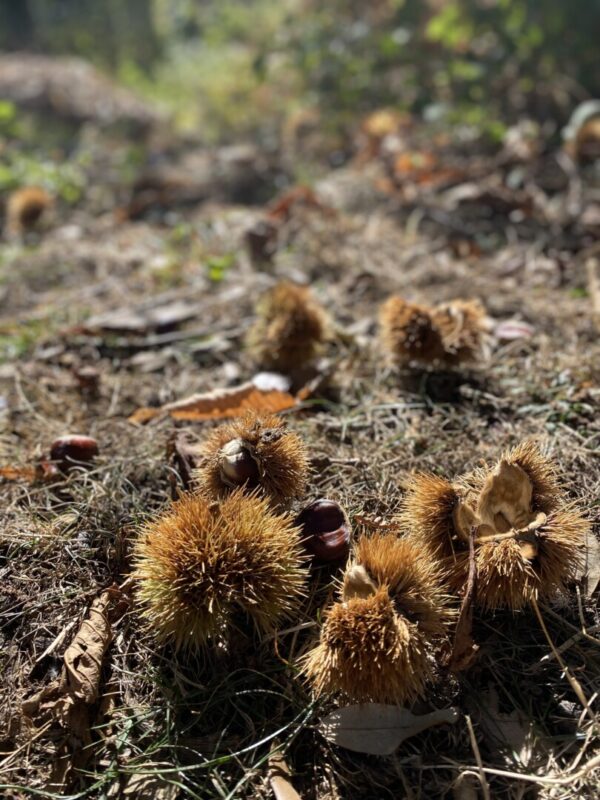 Le boghe raccolte in Parata d'Orezza per la collazione tra Davia Tintura Vegetale e Castagnina